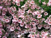 garden flowers pink Diascia, Twinspur  Diascia  photos, description, cultivation and planting, care and watering
