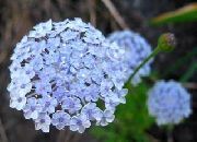 açık mavi  Mavi Dantel Çiçek, Rottnest Ada Papatya (Didiscus) fotoğraf