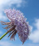 紫丁香  蓝色的蕾丝花，罗特内斯特岛菊花 (Didiscus) 照片