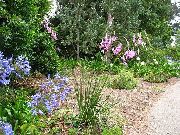 rosa Blomst Engels Fiskestang, Fe Tryllestav, Wandflower (Dierama) bilde