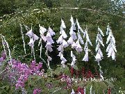 Angyal Horgászbot, Tündér Pálcáját, Wandflower fehér Virág