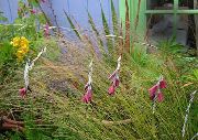 Engels Fiskestang, Fe Tryllestav, Wandflower rød Blomst