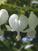 biały Kwiat Serduszka (Złamane Serce) (Dicentra spectabilis) zdjęcie