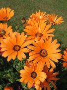 garden flowers orange Cape Marigold, African Daisy Dimorphotheca photos, description, cultivation and planting, care and watering