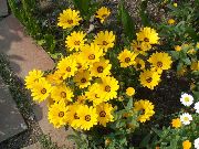 garden flowers yellow Cape Marigold, African Daisy Dimorphotheca photos, description, cultivation and planting, care and watering