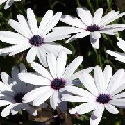garden flowers white Cape Marigold, African Daisy Dimorphotheca photos, description, cultivation and planting, care and watering