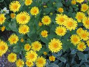 żółty Kwiat Doronicum Wschodniej (Doronicum orientale) zdjęcie