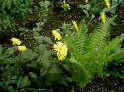 żółty Kwiat Doronicum Wschodniej (Doronicum orientale) zdjęcie