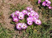 ピンク フラワー リビングストンデージー (Dorotheanthus (Mesembryanthemum)) フォト