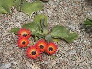 czerwony Kwiat Doroteantus (Mesembryanthemum Margaritotsvetkovy) (Dorotheanthus (Mesembryanthemum)) zdjęcie