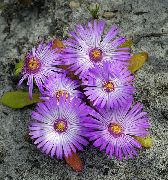 liliowy Kwiat Doroteantus (Mesembryanthemum Margaritotsvetkovy) (Dorotheanthus (Mesembryanthemum)) zdjęcie