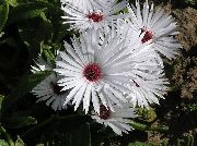 бео Цвет Ливингстоне Даиси (Dorotheanthus (Mesembryanthemum)) фотографија