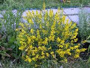 keltainen Kukka Espanja Piikkipensaistonummet, Espanja Luuta (Genista  hispanica) kuva