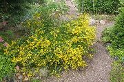 žlutý Květina Dyer Je Greenweed (Genista tinctoria) fotografie