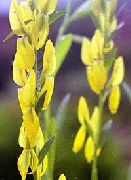 黄 フラワー ダイアーの緑の雑草 (Genista tinctoria) フォト