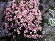 Douglasia, Rotsachtige Berg Dwerg-Sleutelbloem, Vitaliana roze 