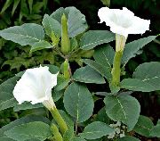 hvit Blomst Engels Basun, Djevelens Trompet, Horn Av Masse, Dunete Torn Eple (Datura metel) bilde