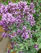 garden flowers lilac Oregano Origanum  photos, description, cultivation and planting, care and watering
