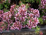 růžový Květina Oregano (Origanum) fotografie