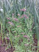 pembe çiçek Ortak Fumitory, Sefalet, Yeryüzü Duman, Balmumu Bebek (Fumaria officinalis) fotoğraf