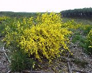 gul Blomma Scotch Kvast, Broomtops, Vanlig Kvast, Europé Kvast, Irländare Kvast (Sarothamnus scoparius) foto