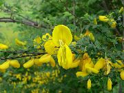 ყვითელი ყვავილების შოტლანდიელები ცოცხი, Broomtops, საერთო ცოცხი, ევროპის ცოცხი, Irish ცოცხი (Sarothamnus scoparius) ფოტო