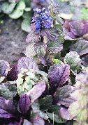 garden flowers dark blue Bugle, Bugleweed Ajuga  photos, description, cultivation and planting, care and watering