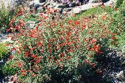 oranžs Zieds Narrowleaf California Fuksijas, Sirms Fuksijas, Kolibri Trompete (Zauschneria) foto