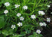 beyaz çiçek Starwort (Stellaria) fotoğraf