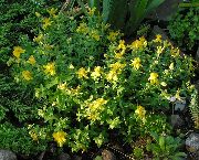 Hypericum Olimpicum dzeltens Zieds