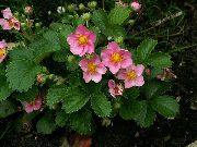 粉红色 花 草莓 (Fragaria) 照片