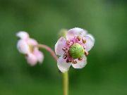 ვარდისფერი ყვავილების Pipsissewa, პრინცის ფიჭვის, ადგილზე Holly (Chimaphila) ფოტო