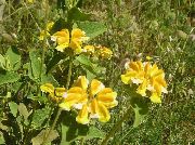 Phlomis dzeltens Zieds