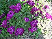vijolična Cvet Candytuft (Iberis) fotografija