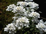 bijela Cvijet Candytuft (Iberis) foto