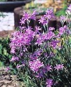 garden flowers lilac Lily-of-the-Altai, Lavender Mountain Lily, Siberian Lily, Sky Blue Mountain Lily, Tartar Lily Ixiolirion  photos, description, cultivation and planting, care and watering
