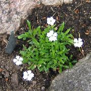 Іксока (Геліосперма) білий Квітка