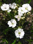 білий Квітка Смілка Альпійська (Silene alpestris) фото