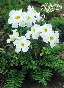 vit Blomma Härdig Gloxinia (Incarvillea delavayi) foto