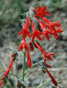 červená Květina Stojí Cypřiš, Šarlatové Gilia (Ipomopsis) fotografie