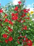 rot Blume Stehen Zypressen, Scharlach Gilia (Ipomopsis) foto