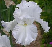 blanco Flor Iris (Iris barbata) foto