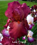 garden flowers claret Iris Iris barbata photos, description, cultivation and planting, care and watering