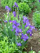 синій Квітка Ірис Бородатий (Iris barbata) фото