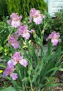 Iris lilac Blóm