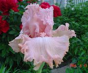 Brodaty Iris różowy Kwiat