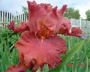 Brodaty Iris czerwony Kwiat