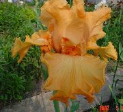 помаранчевий Квітка Ірис Бородатий (Iris barbata) фото