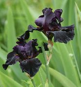 svart Blomma Iris (Iris barbata) foto