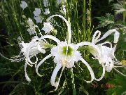 vit Blomma Spindellilja, Ismene, Hav Påsklilja (Hymenocallis) foto